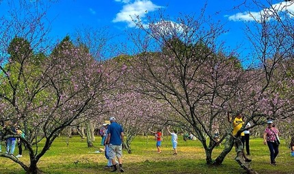 Área do Parque do Carmo com amplos gramados, árvores, trilhas para caminhada e espaços de lazer ao ar livre.